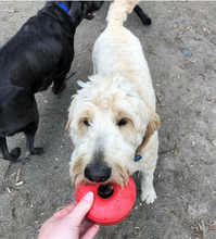 SP Life Ring Durable Rubber Chew Toy & Treat Dispenser - Large - Red