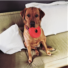 SP Life Ring Durable Rubber Chew Toy & Treat Dispenser - Large - Red