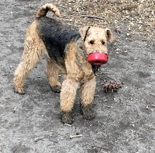SP Life Ring Durable Rubber Chew Toy & Treat Dispenser - Large - Red