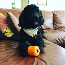 MKB Jack O' Lantern Durable Rubber Chew Toy & Treat Dispenser - Large - Orange