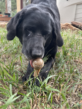 NEW! SP Honey Bone  Dental Tower Ultra Durable Nylon Dog Chew Toy for Aggressive Chewers - Brown