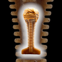 NEW! SP Honey Bone  Dental Tower Ultra Durable Nylon Dog Chew Toy for Aggressive Chewers - Brown