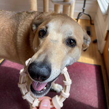 NEW! SP Honey Bone Chicken Flavored Teething Ring for Aggressive Chewers