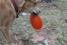SP Bottle Top Flyer Durable Rubber Retrieving Frisbee - Orange Squeeze