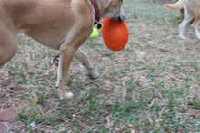 SP Bottle Top Flyer Durable Rubber Retrieving Frisbee - Orange Squeeze