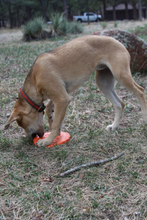 SP Bottle Top Flyer Durable Rubber Retrieving Frisbee - Orange Squeeze